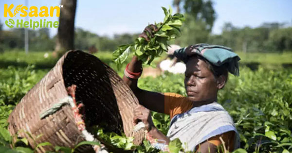 टी बोर्ड अवैध आयात पर अंकुश लगाने के लिए मूल विवरणों का देश बनाता है